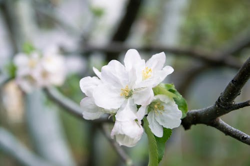 Kostenloses Stock Foto zu blätter, blühen, blume