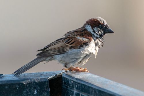 Free Close-up of a sparrow perched on a metal surface in daylight, showcasing its detailed plumage. Stock Photo