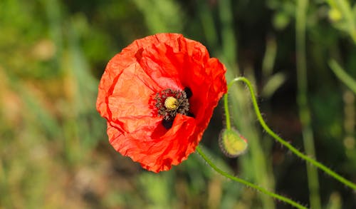 A single red poppy flower is shown in the grass