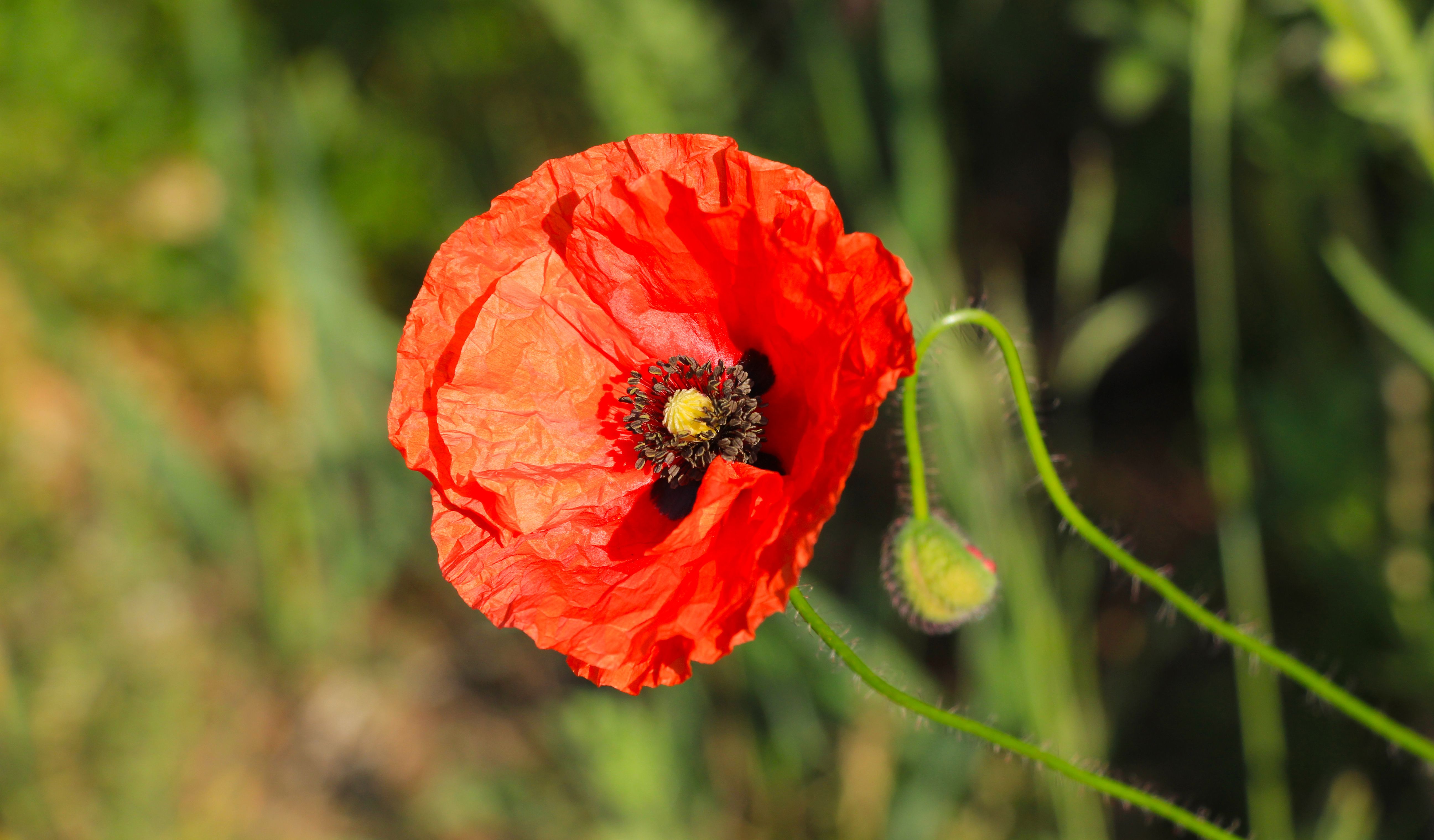 A single red poppy flower is shown in the grass · Free Stock Photo