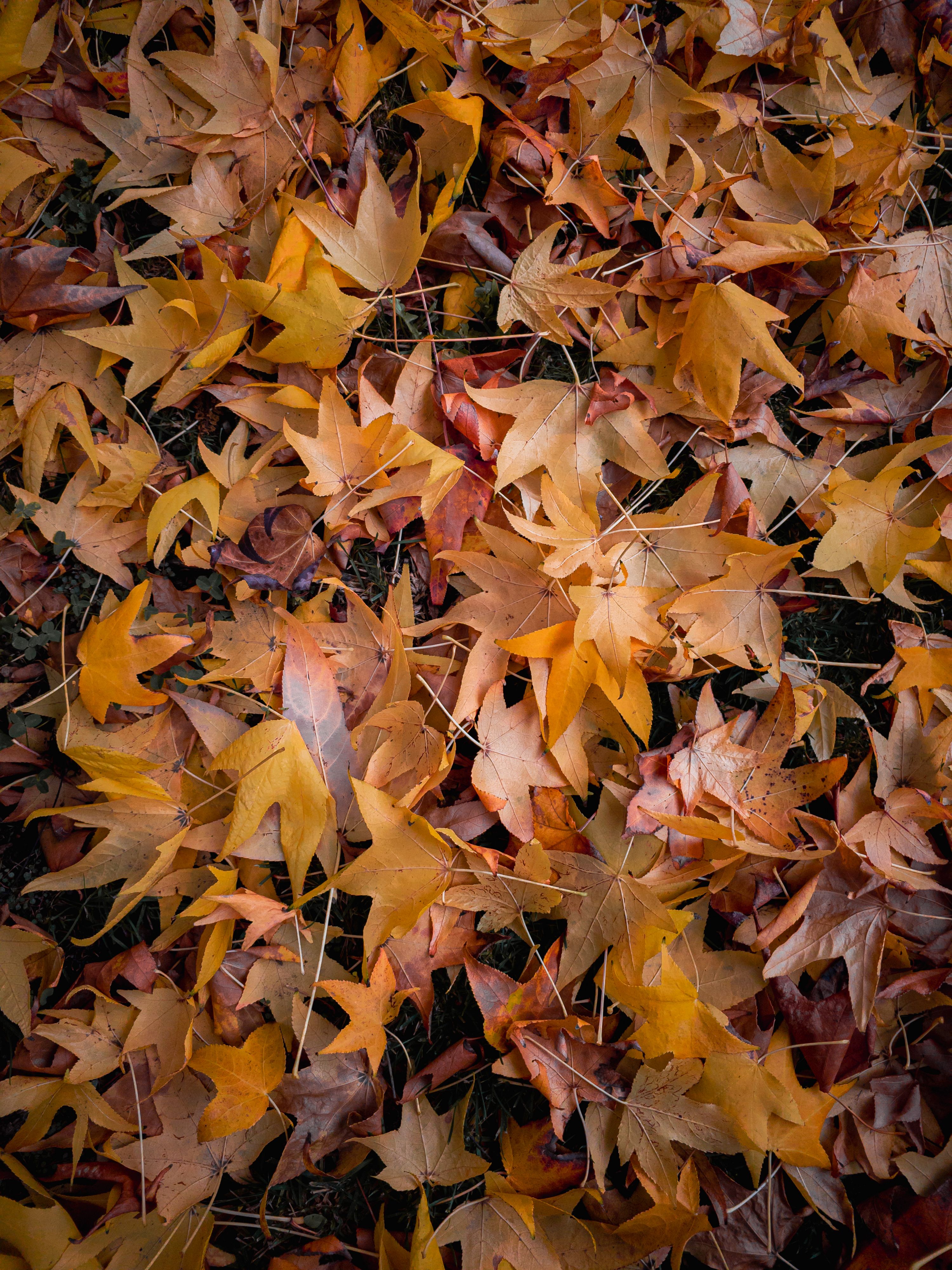 A close-up view of colorful autumn leaves forming a natural carpet on the ground.. close, view, colorful