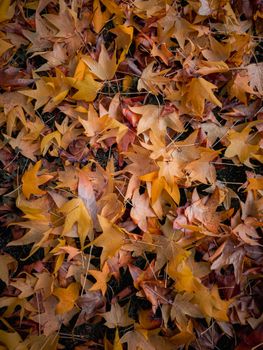 A close-up view of colorful autumn leaves forming a natural carpet on the ground.. close, view, colorful