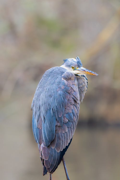 A blue heron is standing on a log