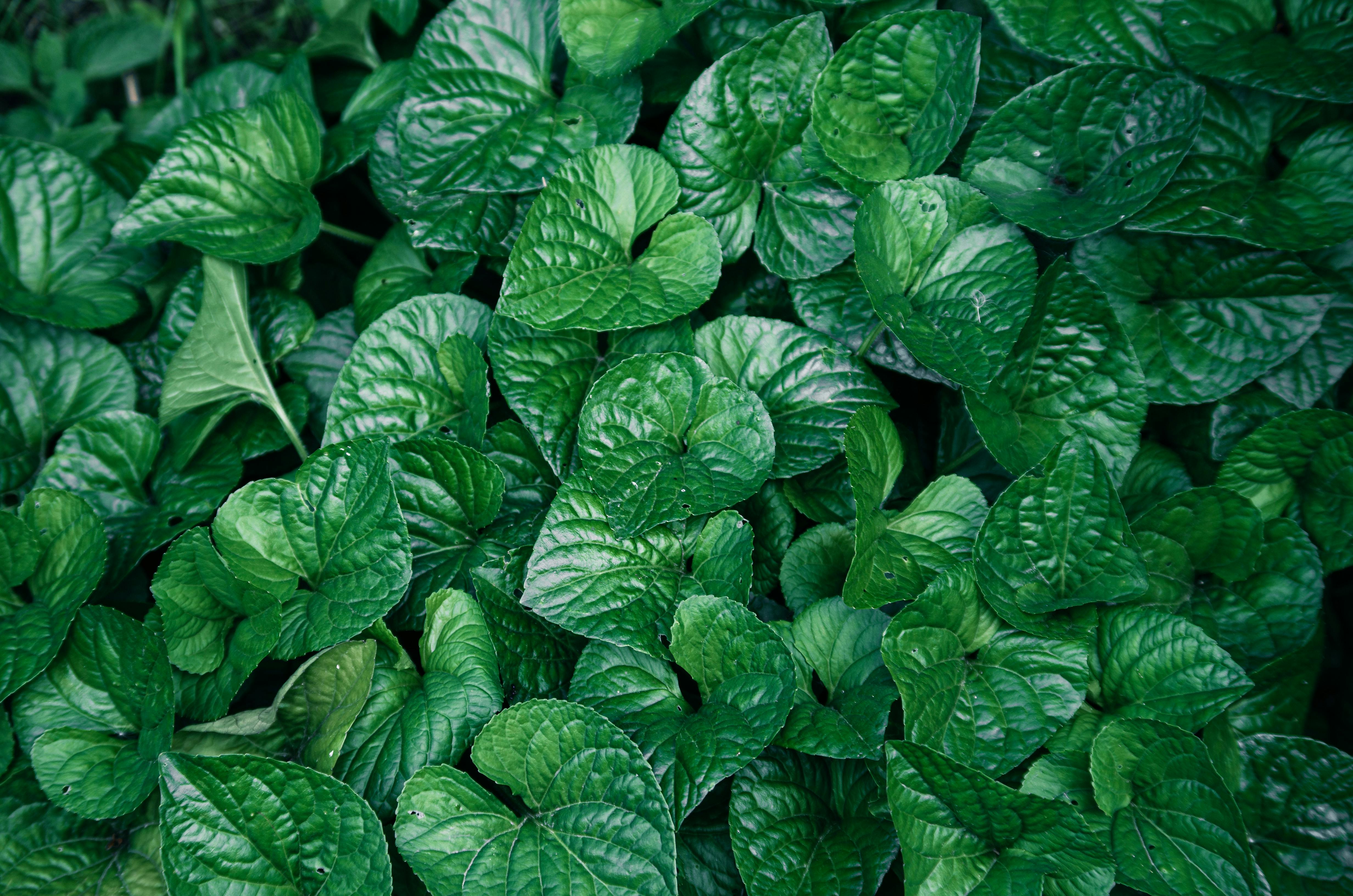 abundance of green leaves of plants