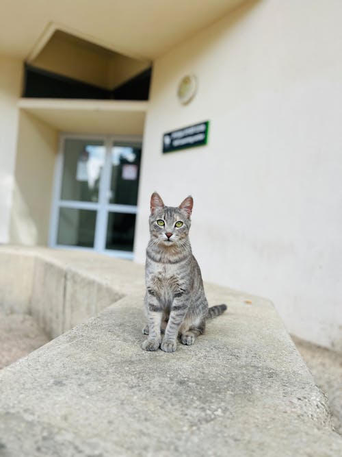 動物, 動物肖像, 愛琴海貓 的 免費圖庫相片