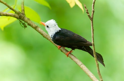 A black and white bird perched on a branch