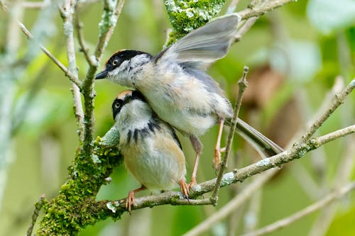 Two birds are sitting on a tree branch