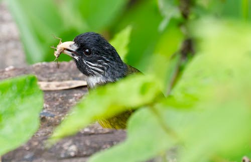 A small bird with a worm in its mouth