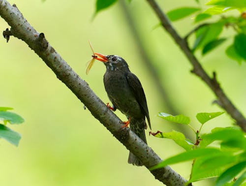 A bird is eating a piece of food on a tree branch