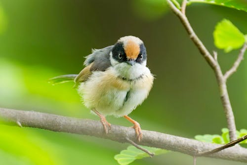 A small bird sitting on a branch in the woods