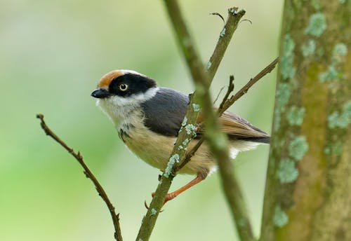 A small bird perched on a branch in the forest