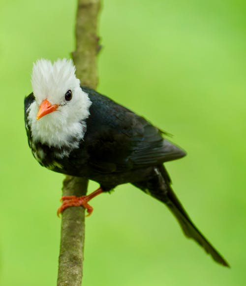 A black and white bird with a white beak