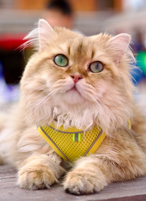 A cat wearing a yellow harness sitting on a table