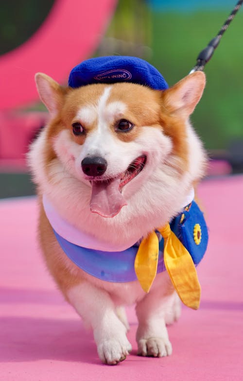 A corgi dog wearing a hat and a blue collar
