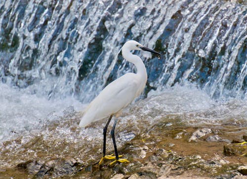 A white bird standing on a rock next to a waterfall