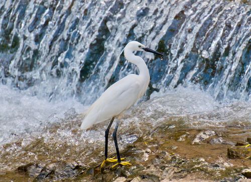 Free A little egret stands by a cascading waterfall, showcasing its natural habitat. Stock Photo