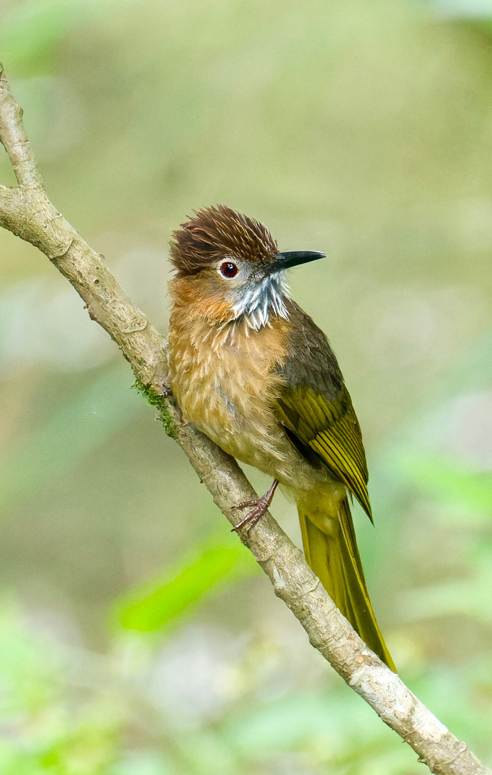 A vibrant mountain bulbul perched on a branch in a lush tropical environment.