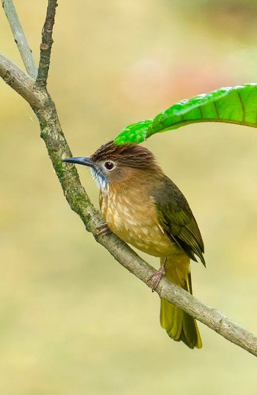 A small brown bird perched on a branch