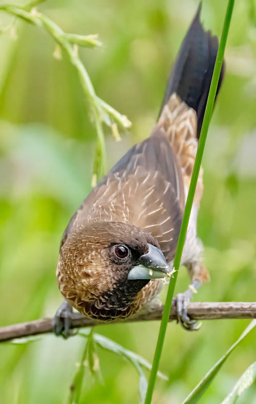 A brown and black bird sitting on a branch