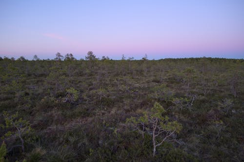 Free stock photo of bog, dawn, dusk