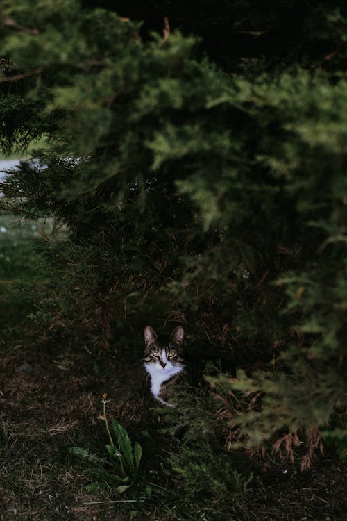 A cat is hiding behind a tree in the woods