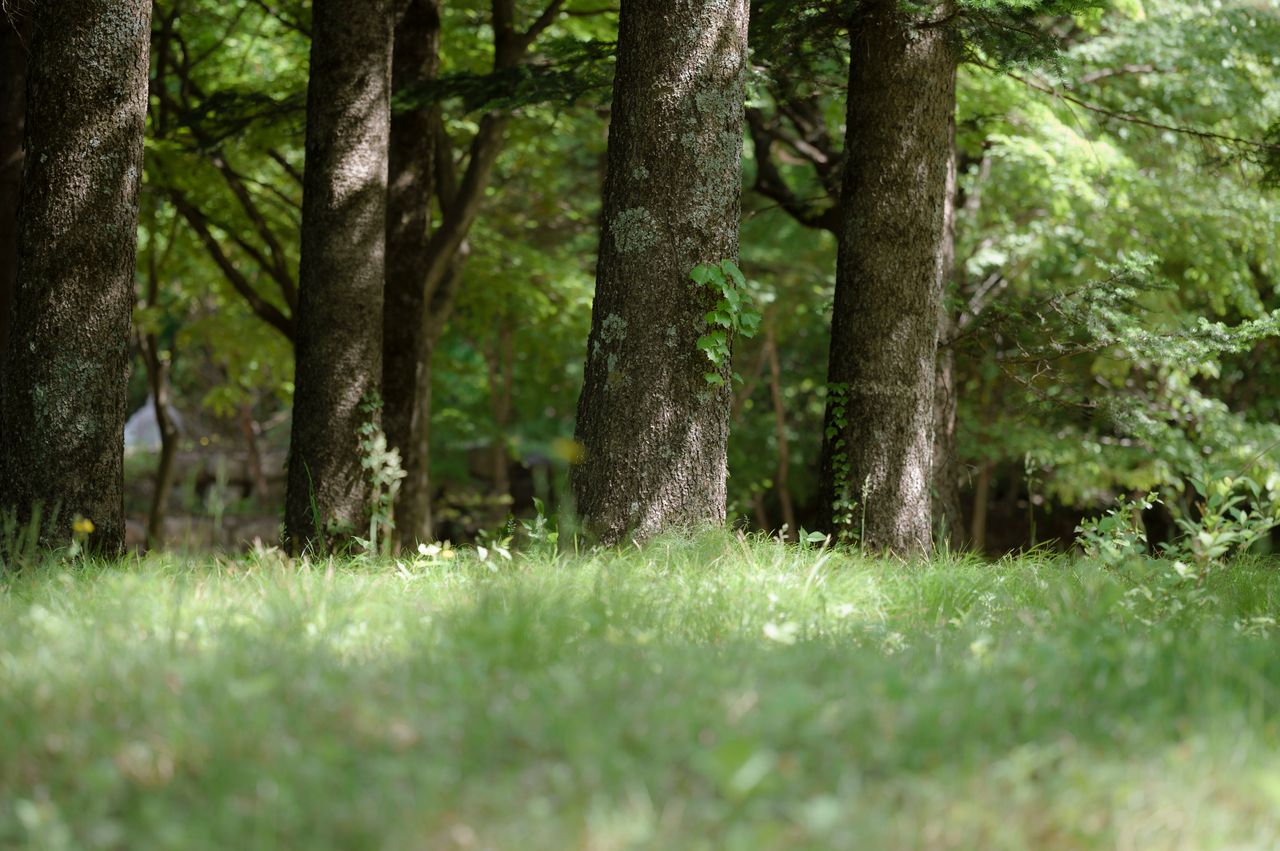 peaceful forest with tall trees and sunlit grass creating a tranquil a