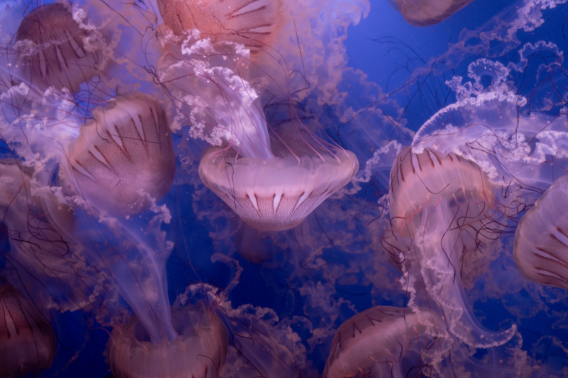 Underwater reef at Yap