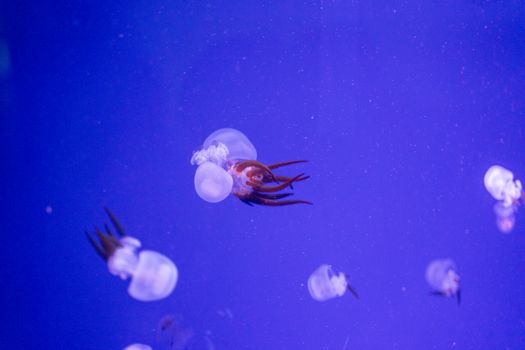 Mesmerizing image of jellyfish swimming gracefully underwater, captured in vibrant blue hues.