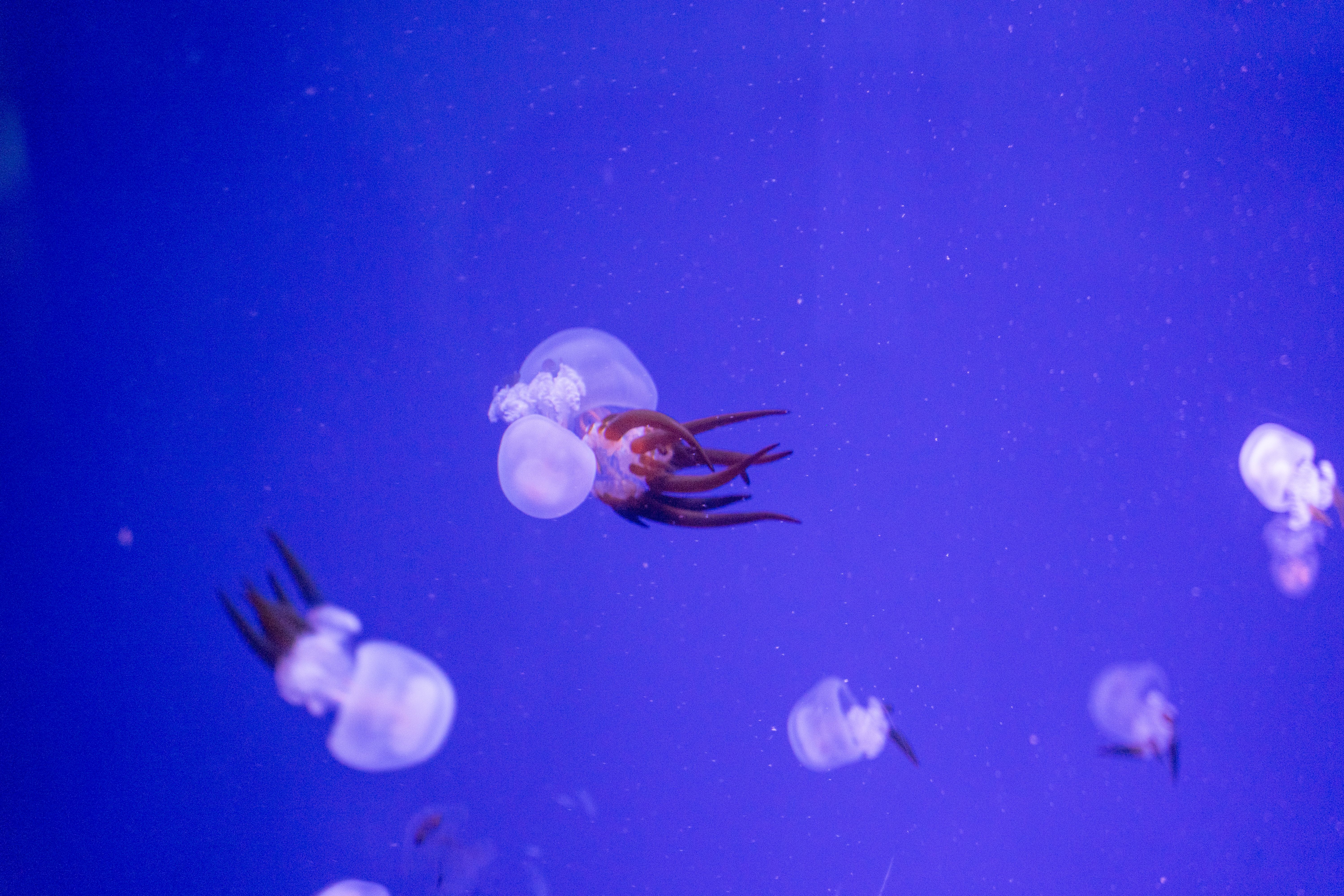 Jellyfish in a blue aquarium with a blue background · Free Stock Photo