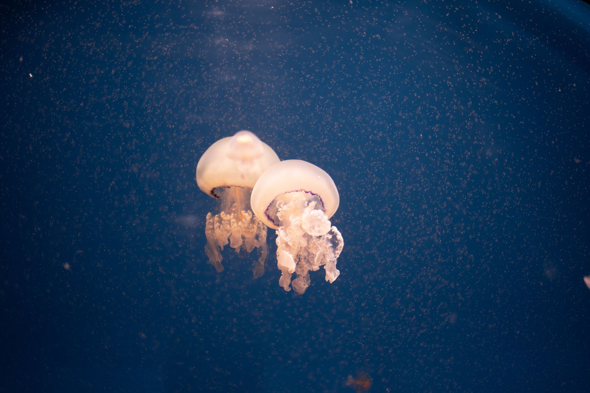 Underwater at Tiger Point