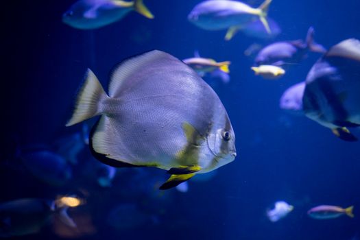 Vibrant tropical fish swimming in blue waters of an aquarium in Valencia.
