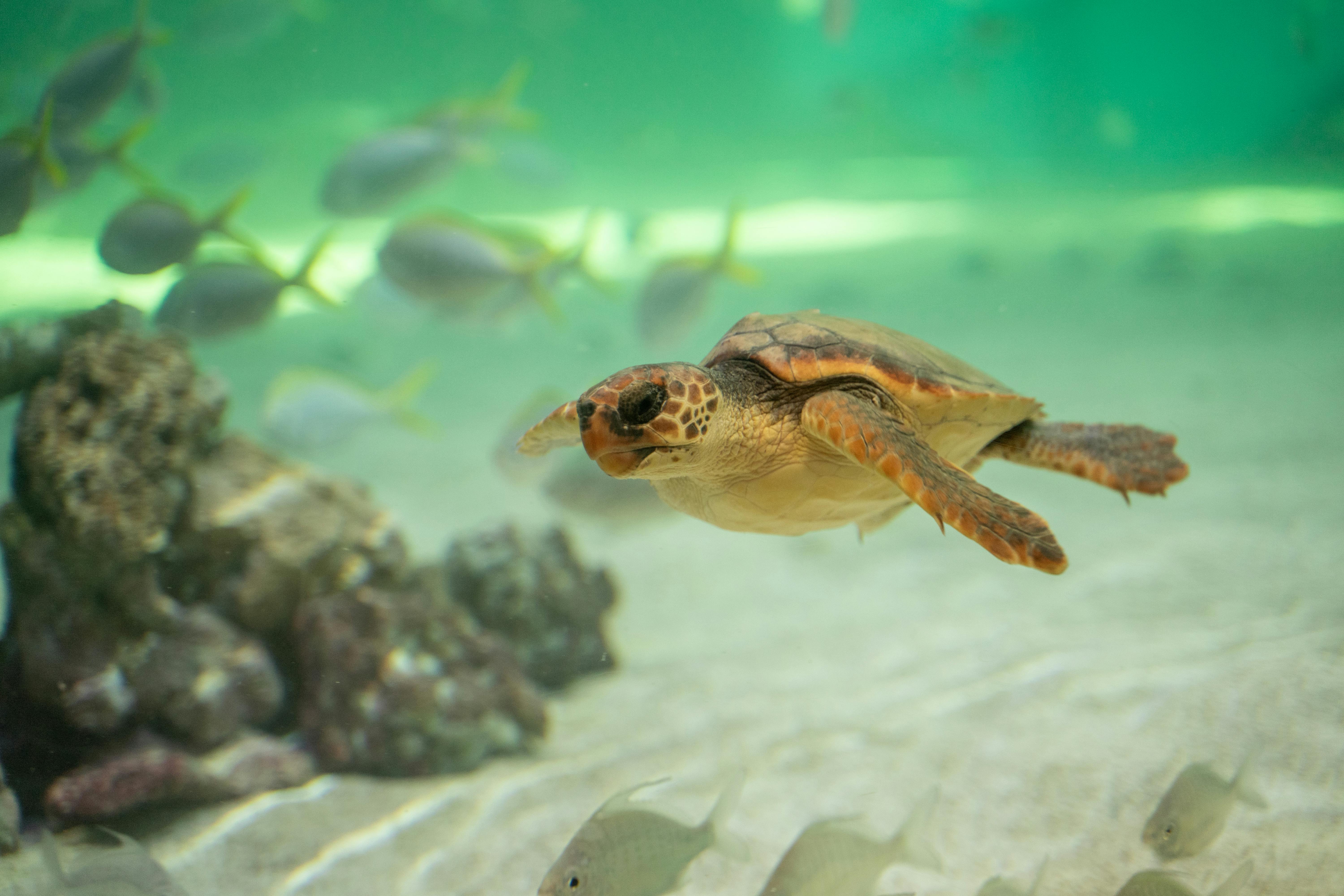 a turtle underwater