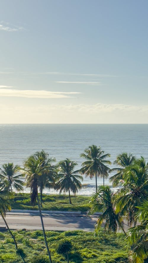 Kostenloses Stock Foto zu am strand, baum, brasilien