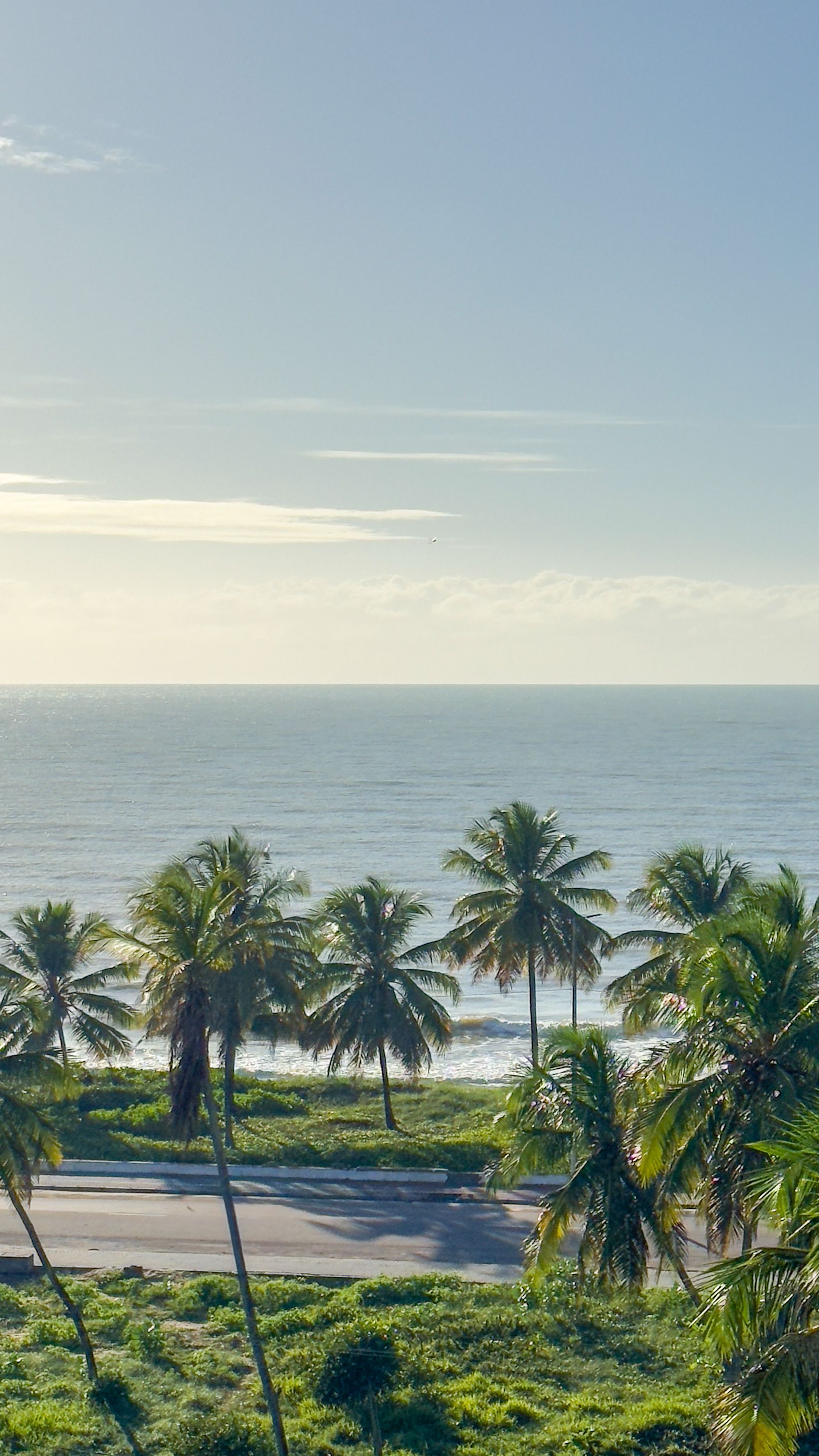 Gratis Immagine gratuita di alberi tropicali, ambiente, avventura Foto a disposizione