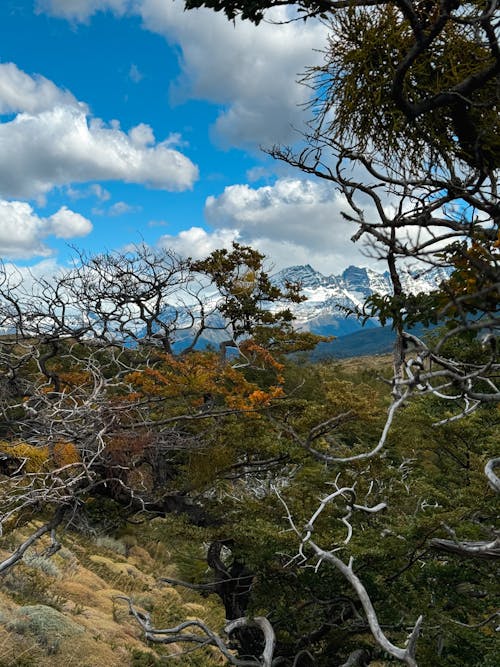 Foto d'estoc gratuïta de a l'aire lliure, aigua, arbre