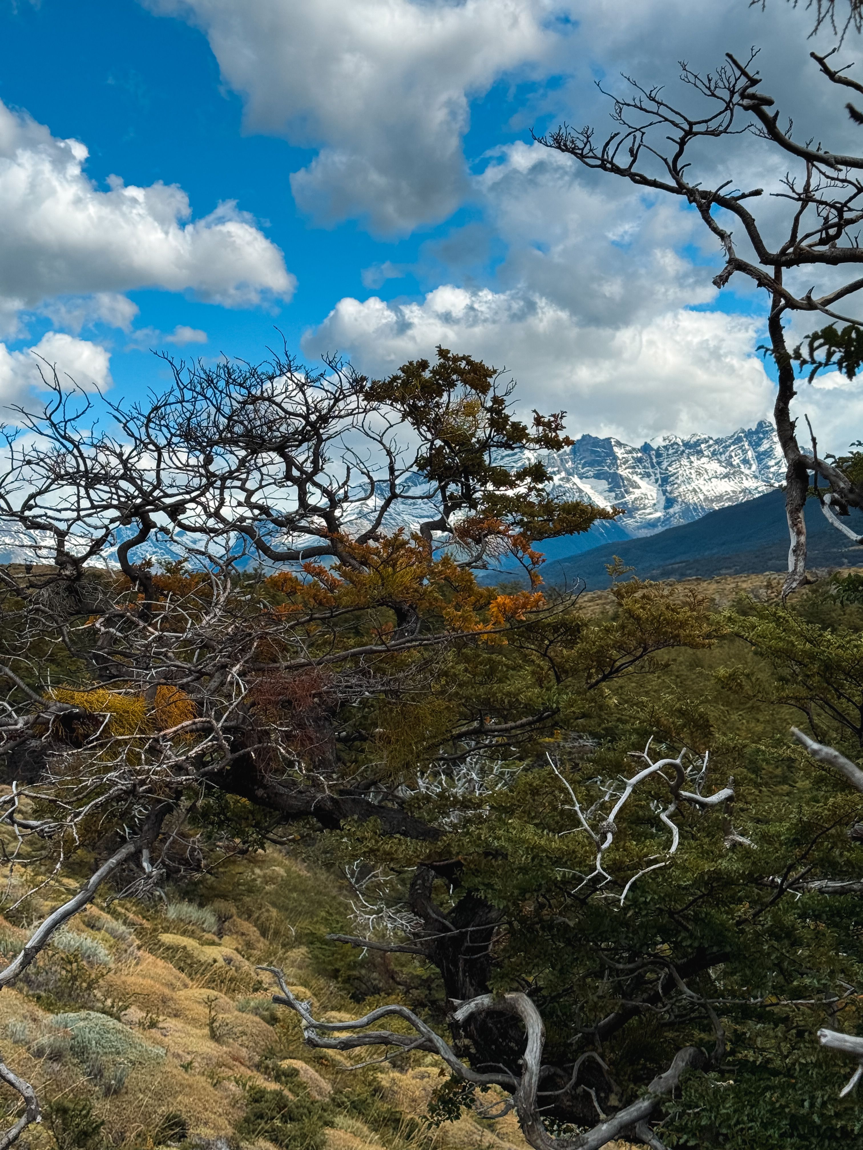 Trees in a Mountain Valley · Free Stock Photo
