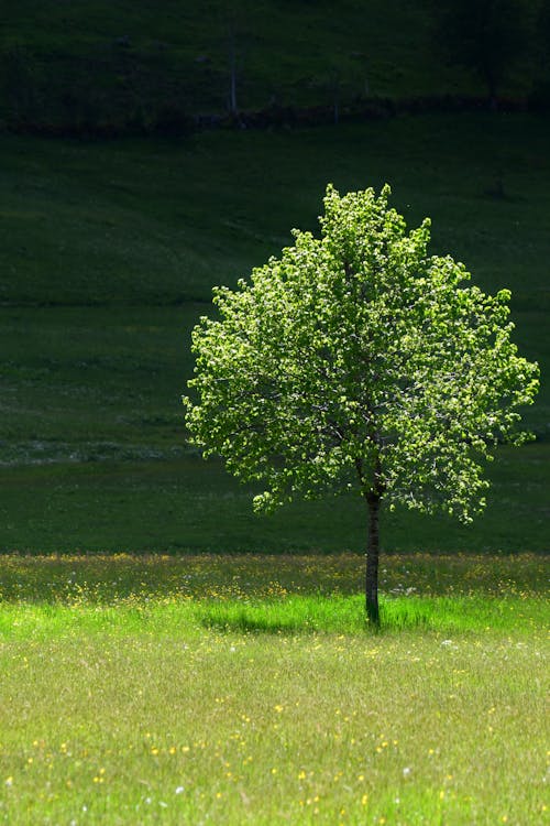 A lone tree in a field with a green grassy area
