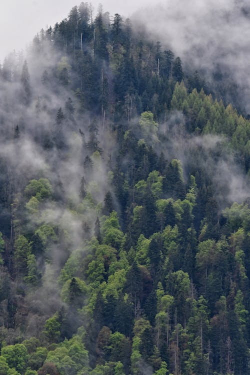 A forest covered with trees and fog