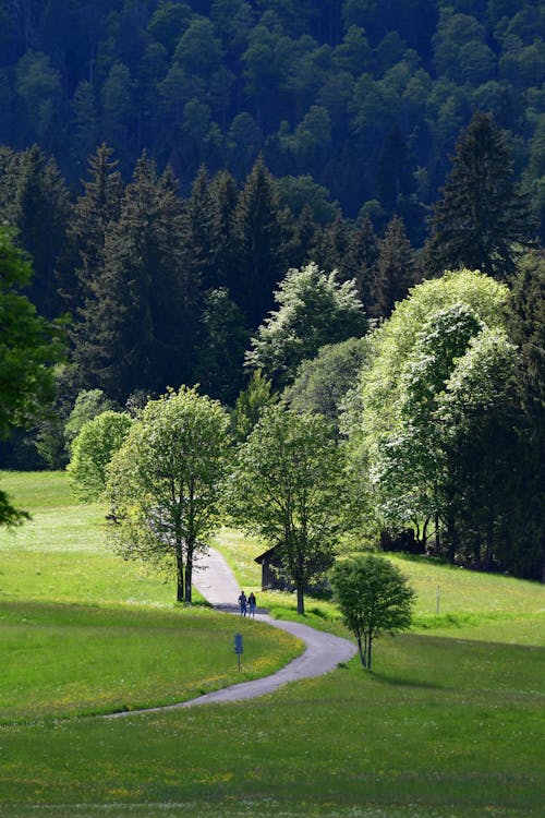 A path through a lush green field with trees