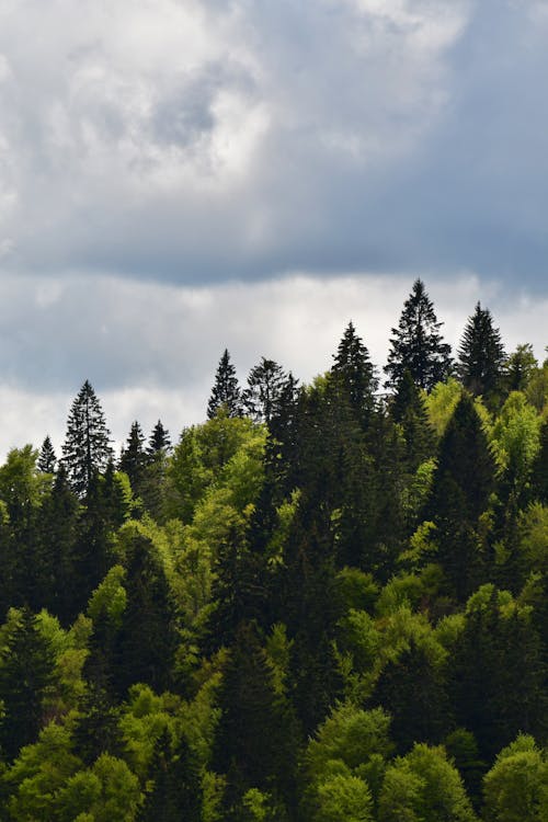 A forest with trees and clouds in the sky