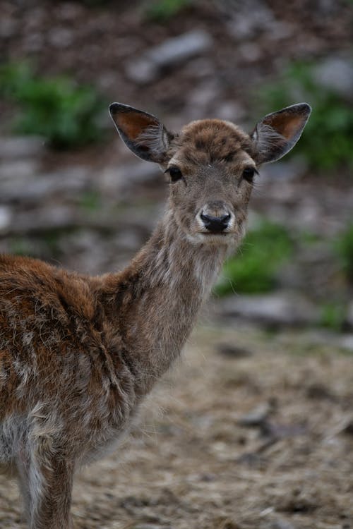 A deer with brown eyes and a brown nose