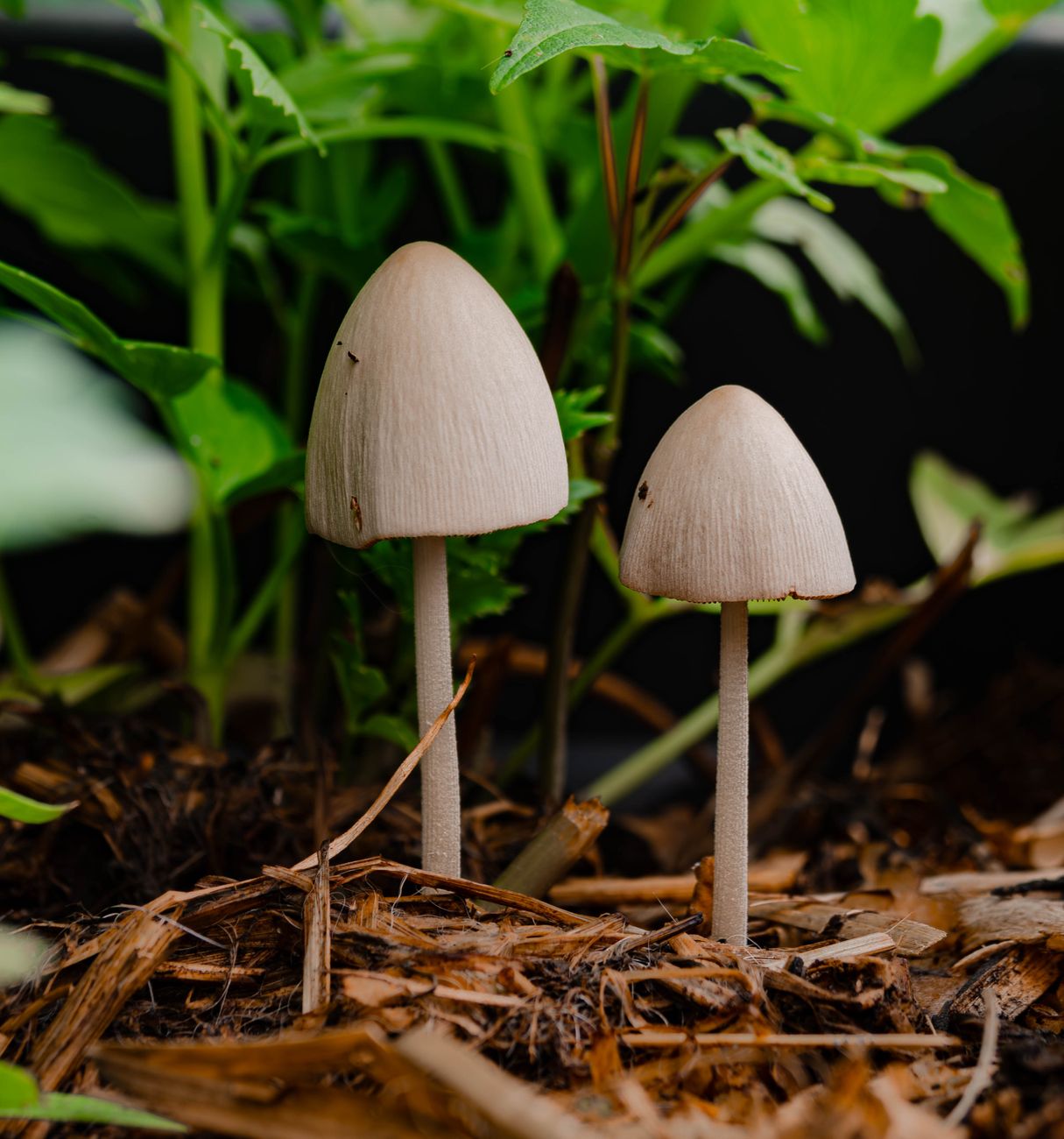 A detailed close-up of white duncecap fungi on a forest floor in Salzgitter, Germany.