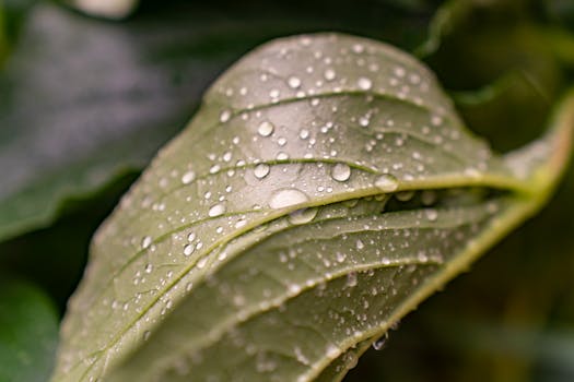 Detailed shot of a leaf with raindrops showcasing nature's beauty in Garešnica, Croatia.