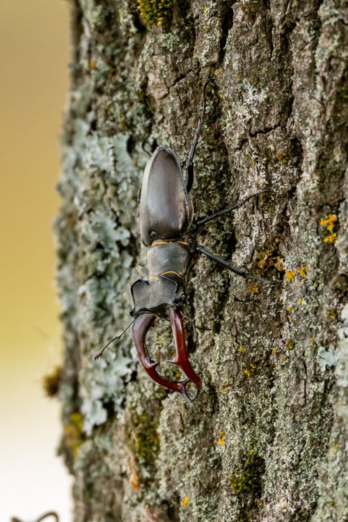 Stag Beetle on a Tree · Free Stock Photo