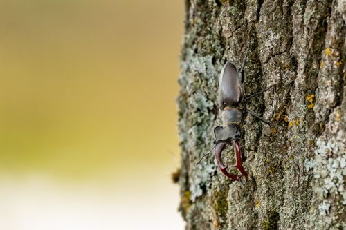 Free Detailed shot of a stag beetle (Lucanus cervus) on a tree trunk in natural habitat. Stock Photo