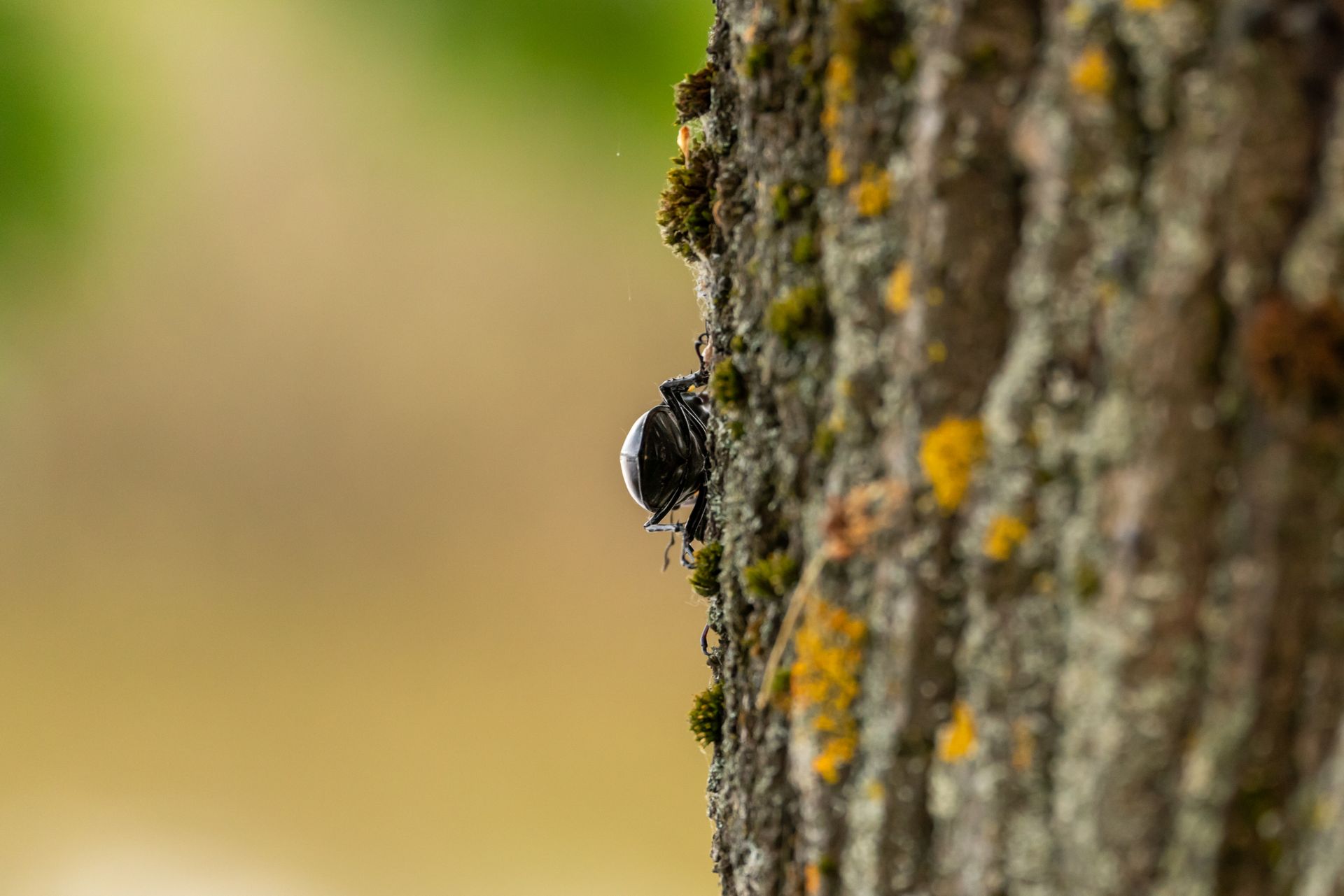 Black Beetle Walking on a Tree Trunk
