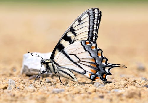 Canadian Tiger Swallowtail (Papilio canadensis)