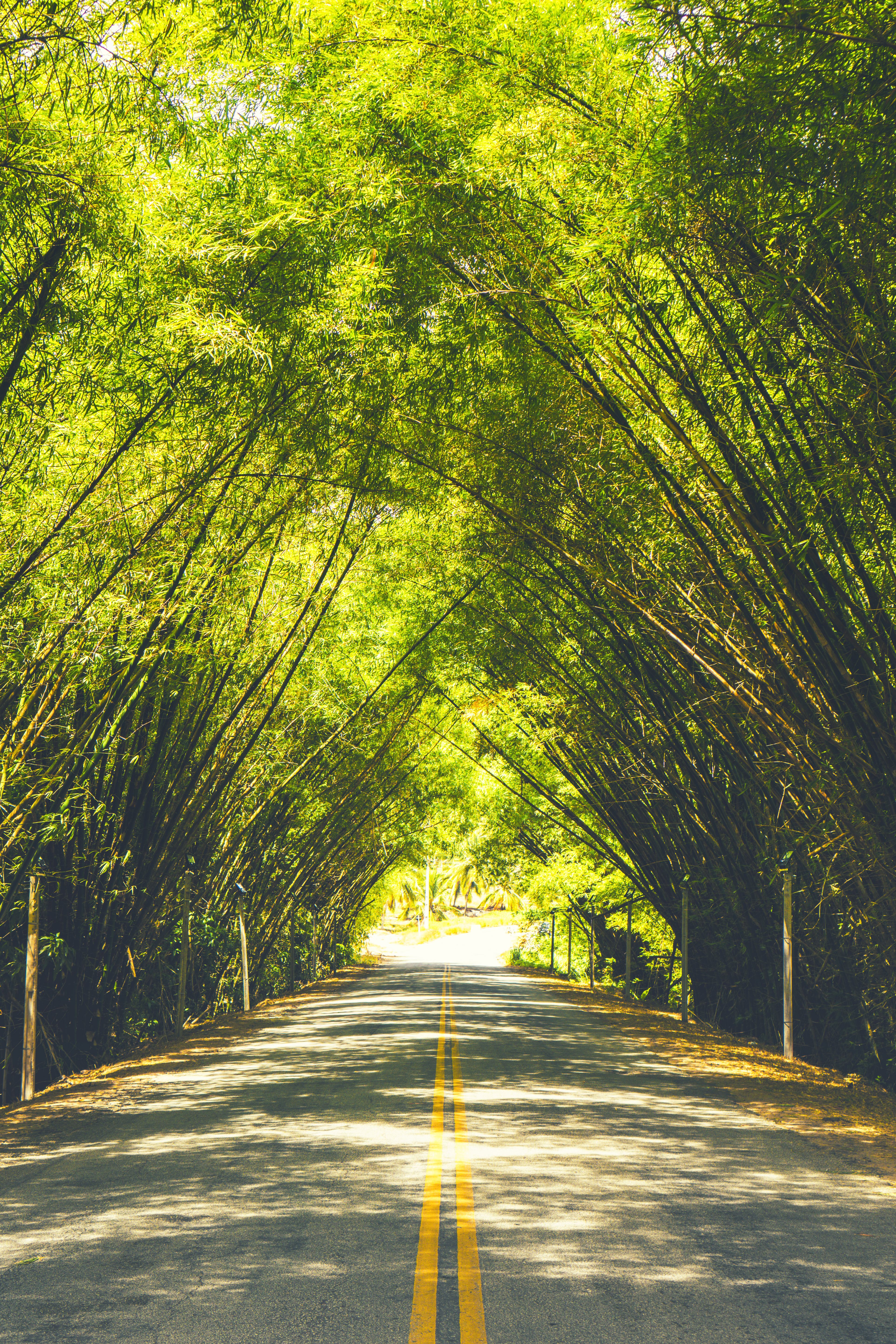 Photo of Empty Asphalt Road with Yellow Lanes Between Canopy of Green ...