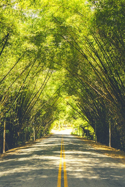 Photo of Empty Asphalt Road with Yellow Lanes Between Canopy of  Green-leafed Trees
