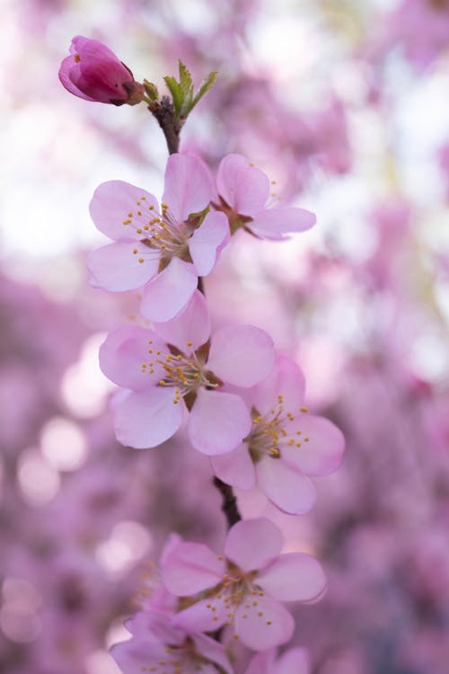 Foto profissional grátis de árvore de cereja, cerejeira, flor cor-de-rosa
